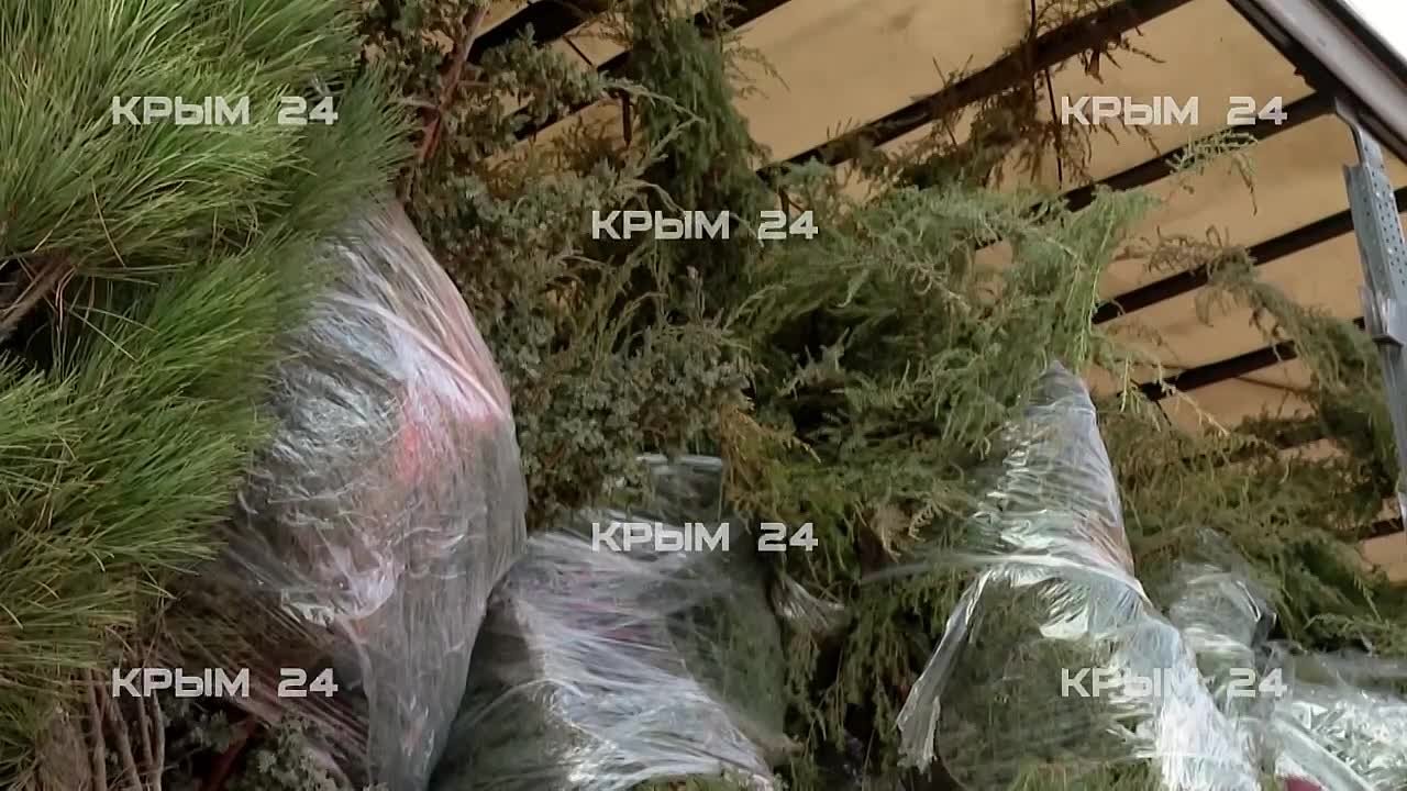 Свыше тысячи древесно-кустарниковых растений высадят в Большой Ялте осенью