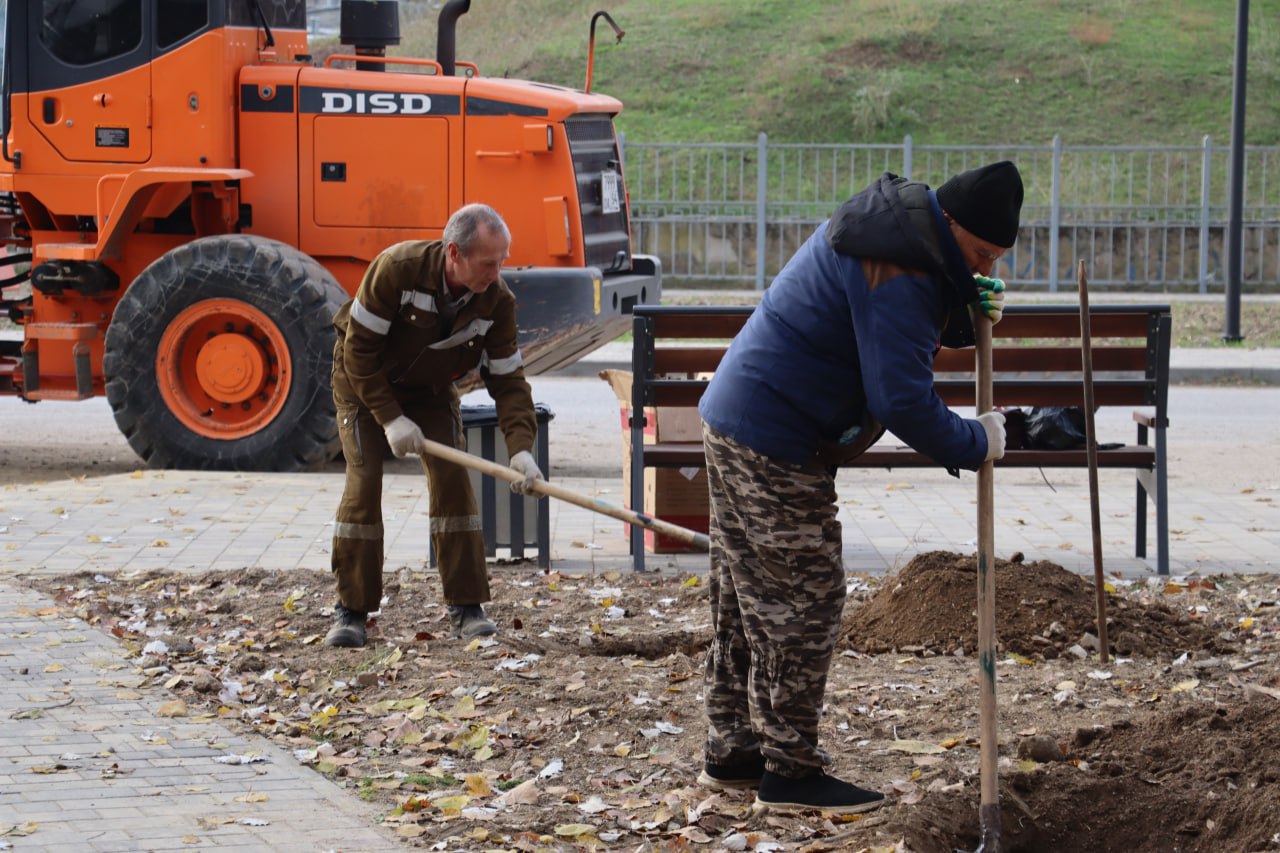 В Керчи до конца месяца высадят около 70 деревьев В Керчи до конца месяца высадят около 70 деревьев
