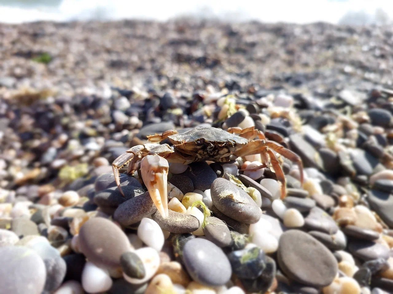 Министр экологии и природных ресурсов Республики Крым Ольга Шевцова наградила победителей регионального заочного конкурса «Крым в фокусе экообъектива» Министр экологии и природных ресурсов Республики Крым Ольга Шевцова наградила победителей регионального заочного конкурса «Крым в фокусе экообъектива»