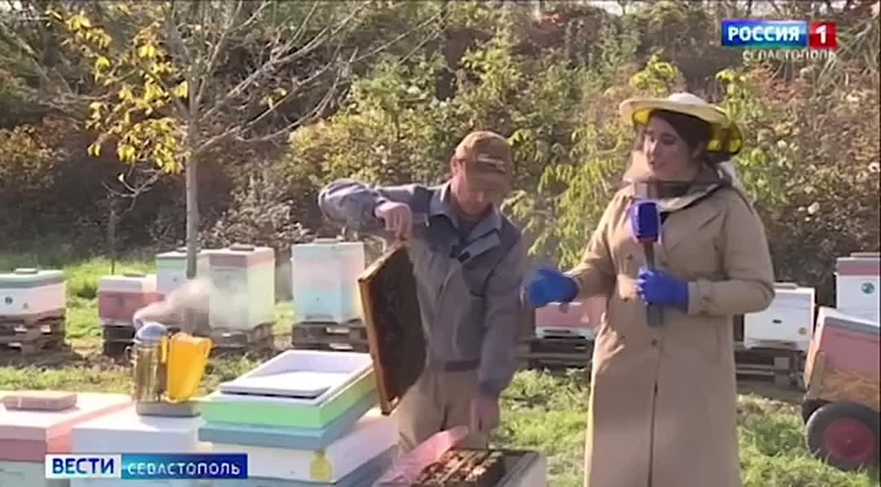 Сезон сбора мёда завершен. На севастопольских пасеках готовятся к зимовке