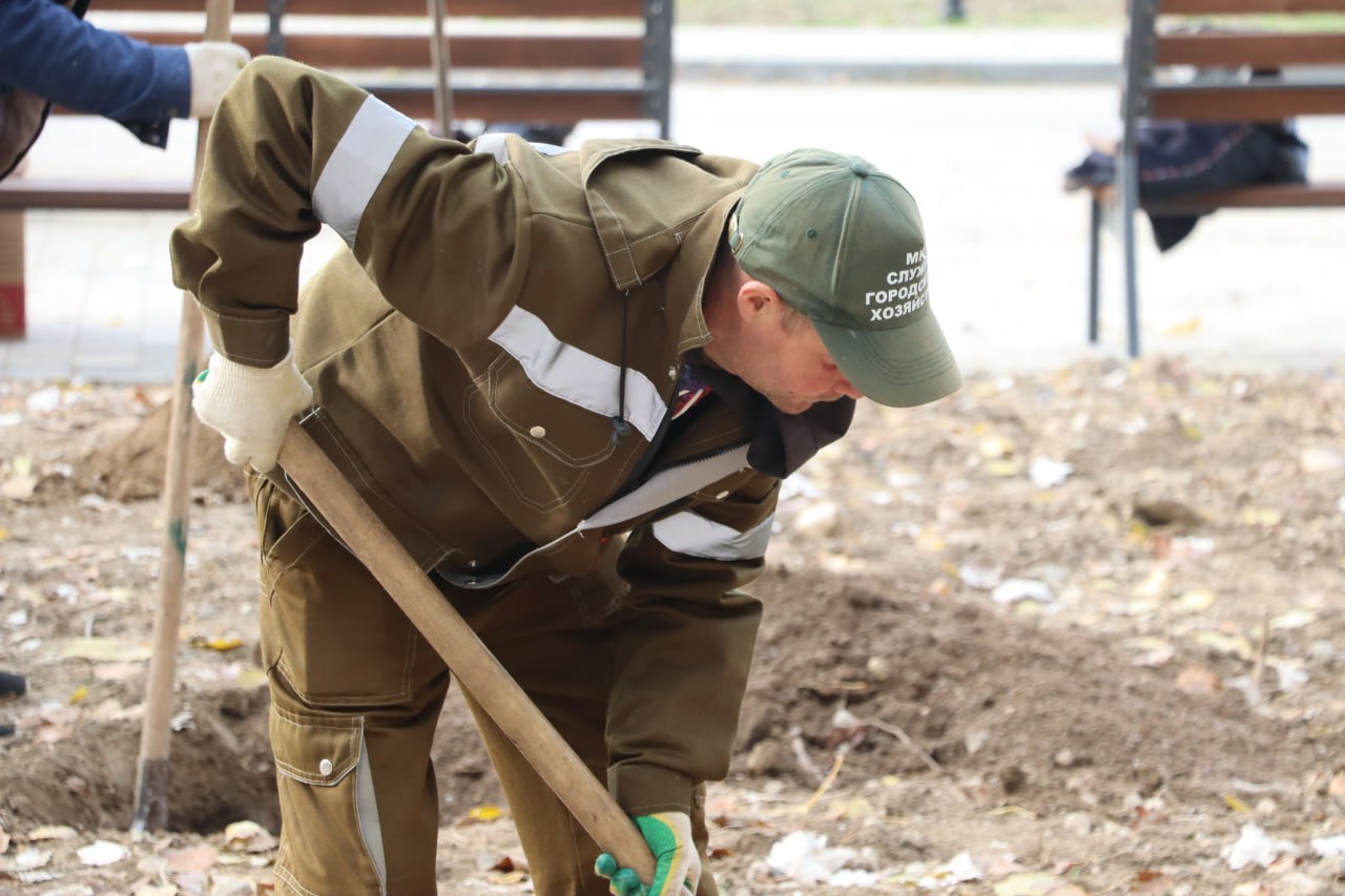 В Керчи до конца месяца высадят около 70 деревьев В Керчи до конца месяца высадят около 70 деревьев