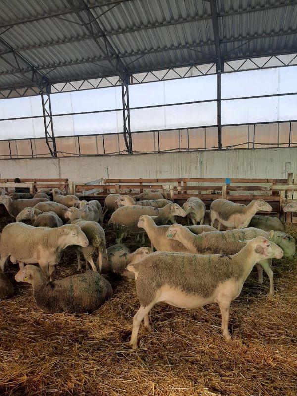 ������� ����� � ������ ��������� ������ �����: �������� �������������� �����������