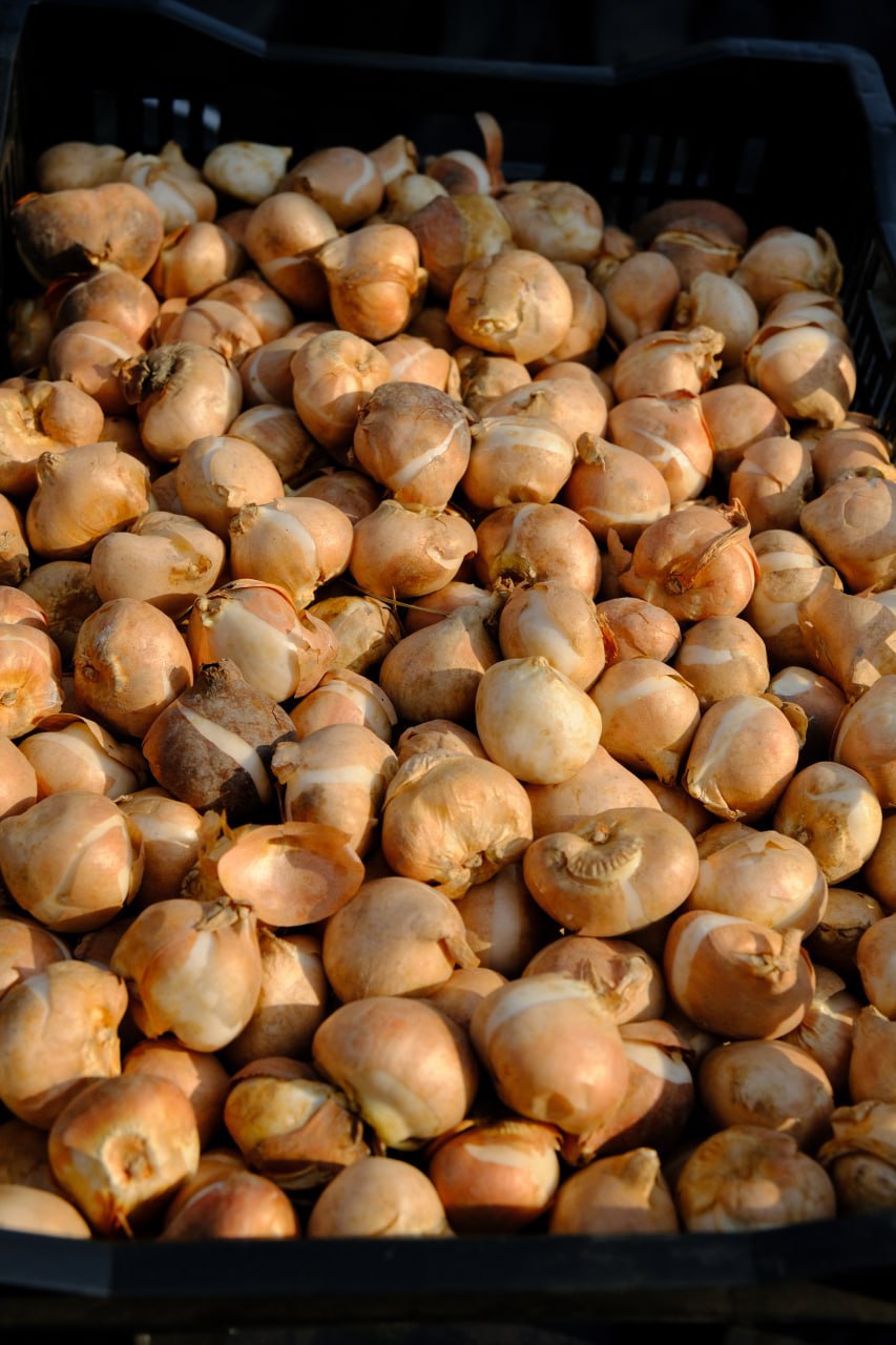 Янина Павленко: Сегодня получили большую партию саженцев – более 1000 единиц древесных и кустарниковых растений Янина Павленко: Сегодня получили большую партию саженцев – более 1000 единиц древесных и кустарниковых растений