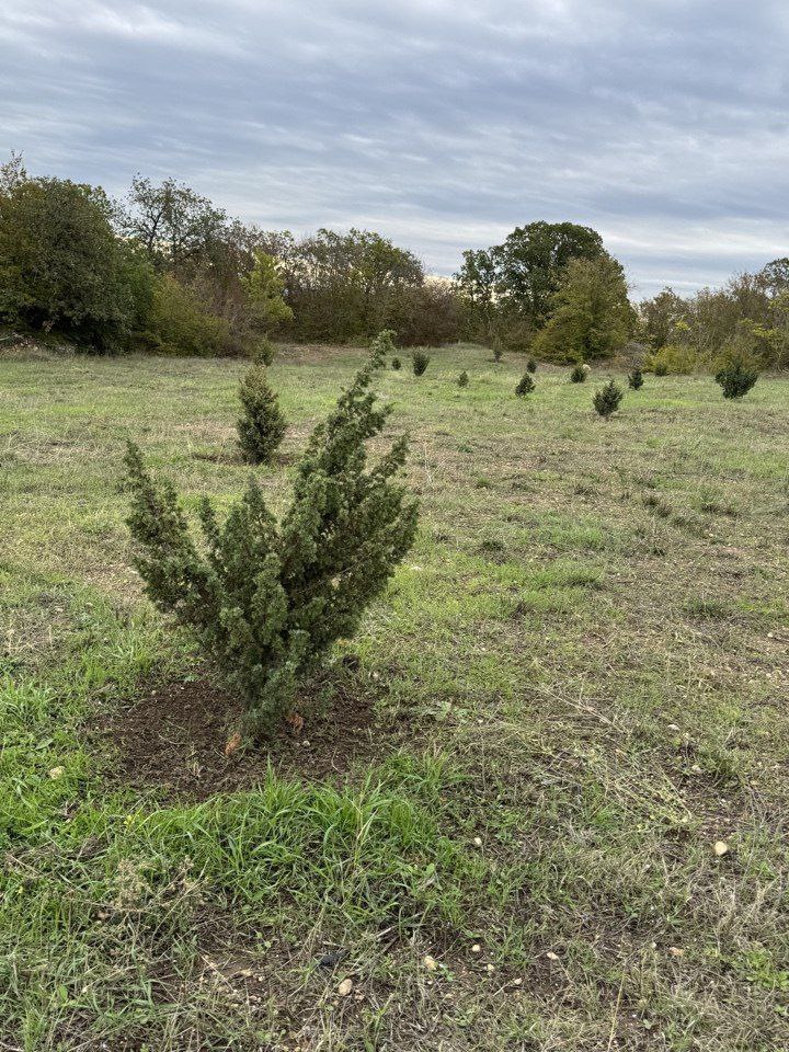 В Севастополе бывшую свалку превратили в зеленую зону