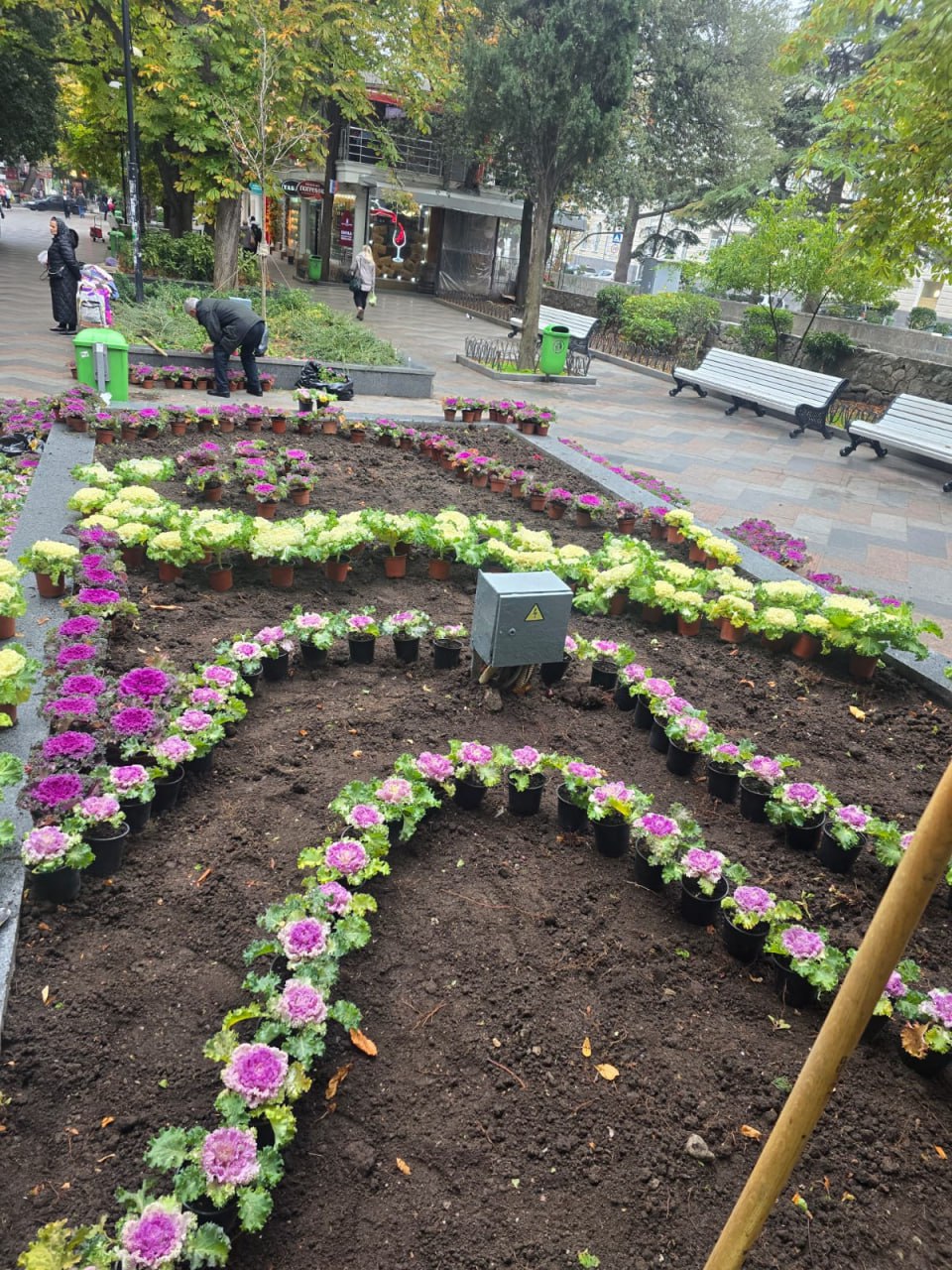 На клумбах Ялты высаживают декоративную капусту На клумбах Ялты высаживают декоративную капусту