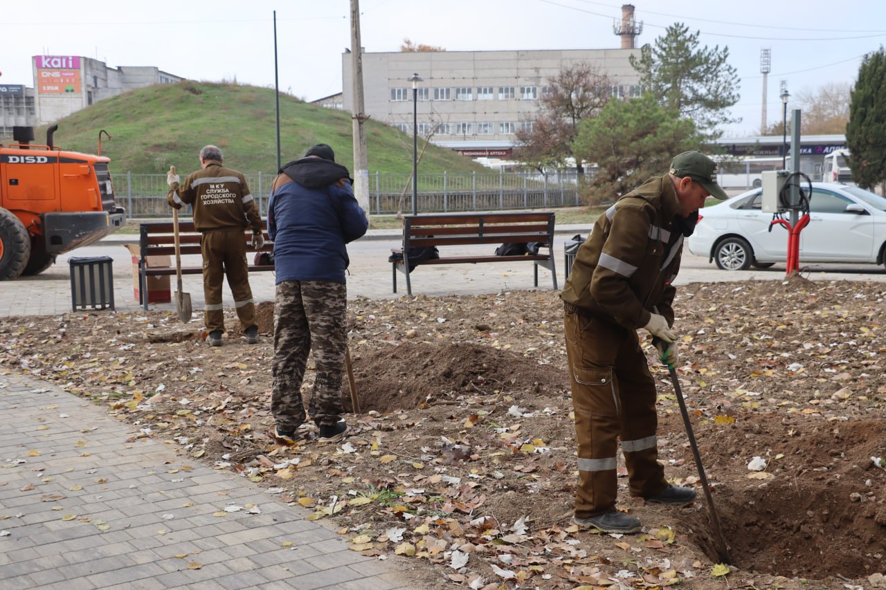 В Керчи до конца месяца высадят около 70 деревьев В Керчи до конца месяца высадят около 70 деревьев