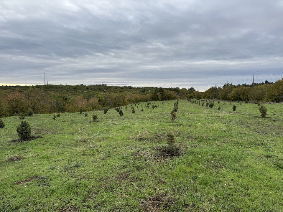 В Севастополе бывшую свалку превратили в зеленую зону В Севастополе бывшую свалку превратили в зеленую зону