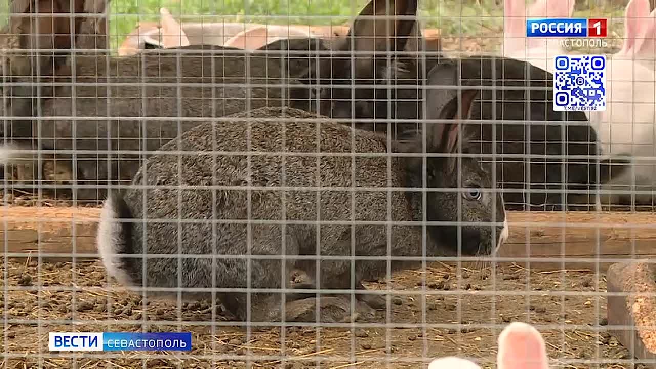 А если вы хотите кроликов разводить, то не пропустите советы от эксперта в этом деле в нашем эфире сегодня в 6:35, 7:35 и 8:35!