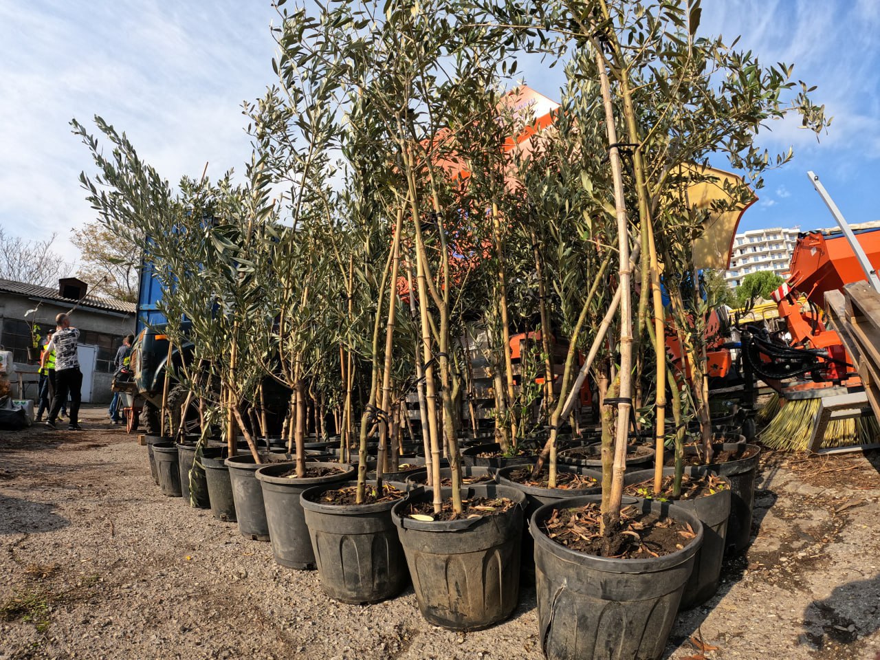 В Ялте высадят больше 1000 саженцев деревьев и кустарников В Ялте высадят больше 1000 саженцев деревьев и кустарников