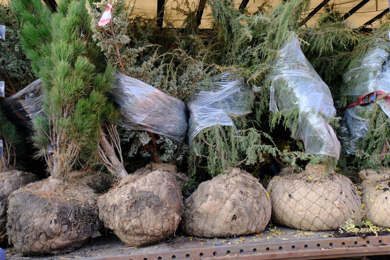 В Ялте высадят больше 1000 саженцев деревьев и кустарников В Ялте высадят больше 1000 саженцев деревьев и кустарников