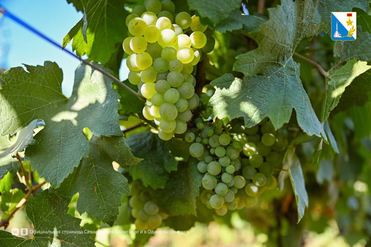 Севастопольские вина завоевали золото, серебро и бронзу в China Wine Competition Севастопольские вина завоевали золото, серебро и бронзу в China Wine Competition