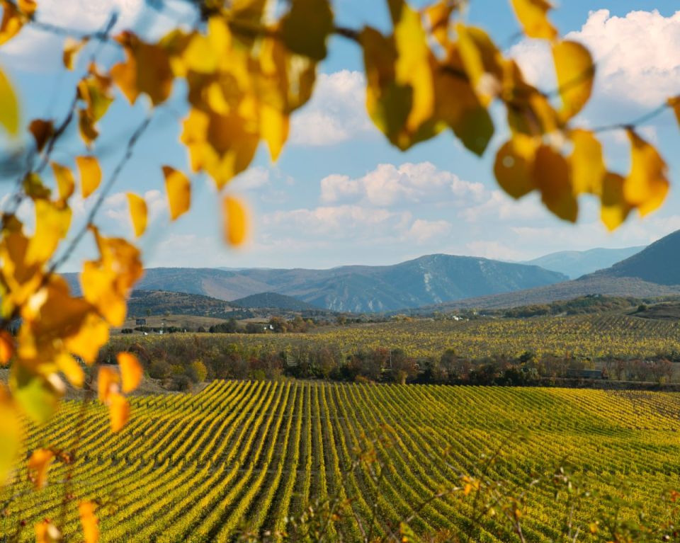 ������ ���������: ��������������� ���� ��������� ������, ������� � ������ � China Wine Competition � ��������, ������� �������� �������� � ��������