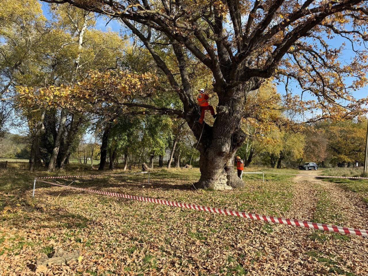 Михаил Развожаев: Сегодня специалисты приступили к оздоровлению памятников природы — великовозрастных дубов Михаил Развожаев: Сегодня специалисты приступили к оздоровлению памятников природы — великовозрастных дубов