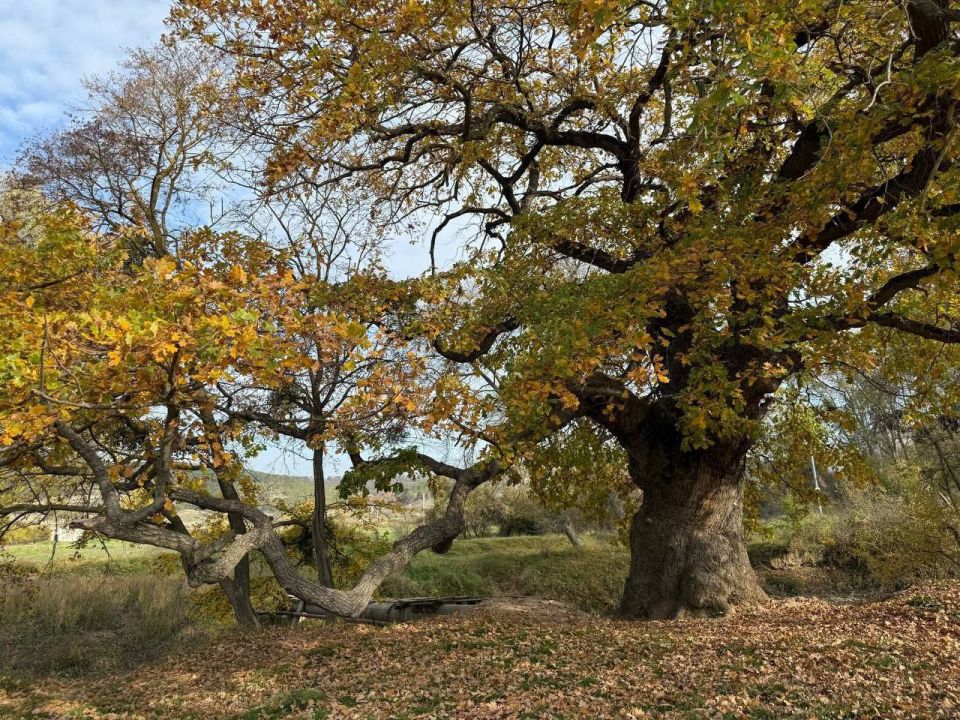 ������ ���������: ������� ����������� ���������� � ������������ ���������� ������� � ���������������� �����