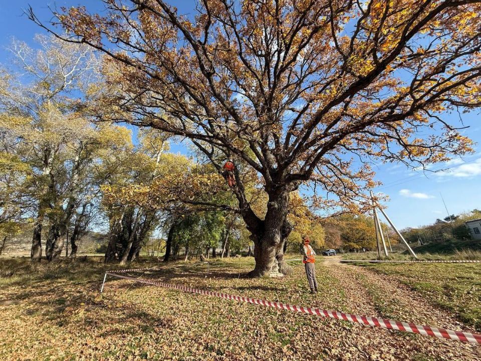 Михаил Развожаев: Сегодня специалисты приступили к оздоровлению памятников природы — великовозрастных дубов