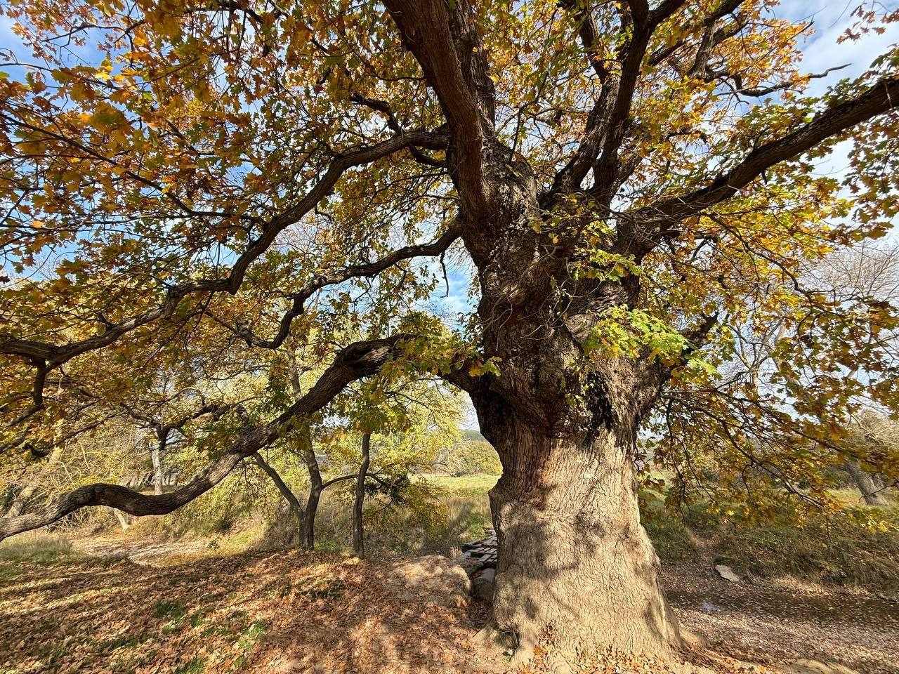 Михаил Развожаев: Сегодня специалисты приступили к оздоровлению памятников природы — великовозрастных дубов Михаил Развожаев: Сегодня специалисты приступили к оздоровлению памятников природы — великовозрастных дубов