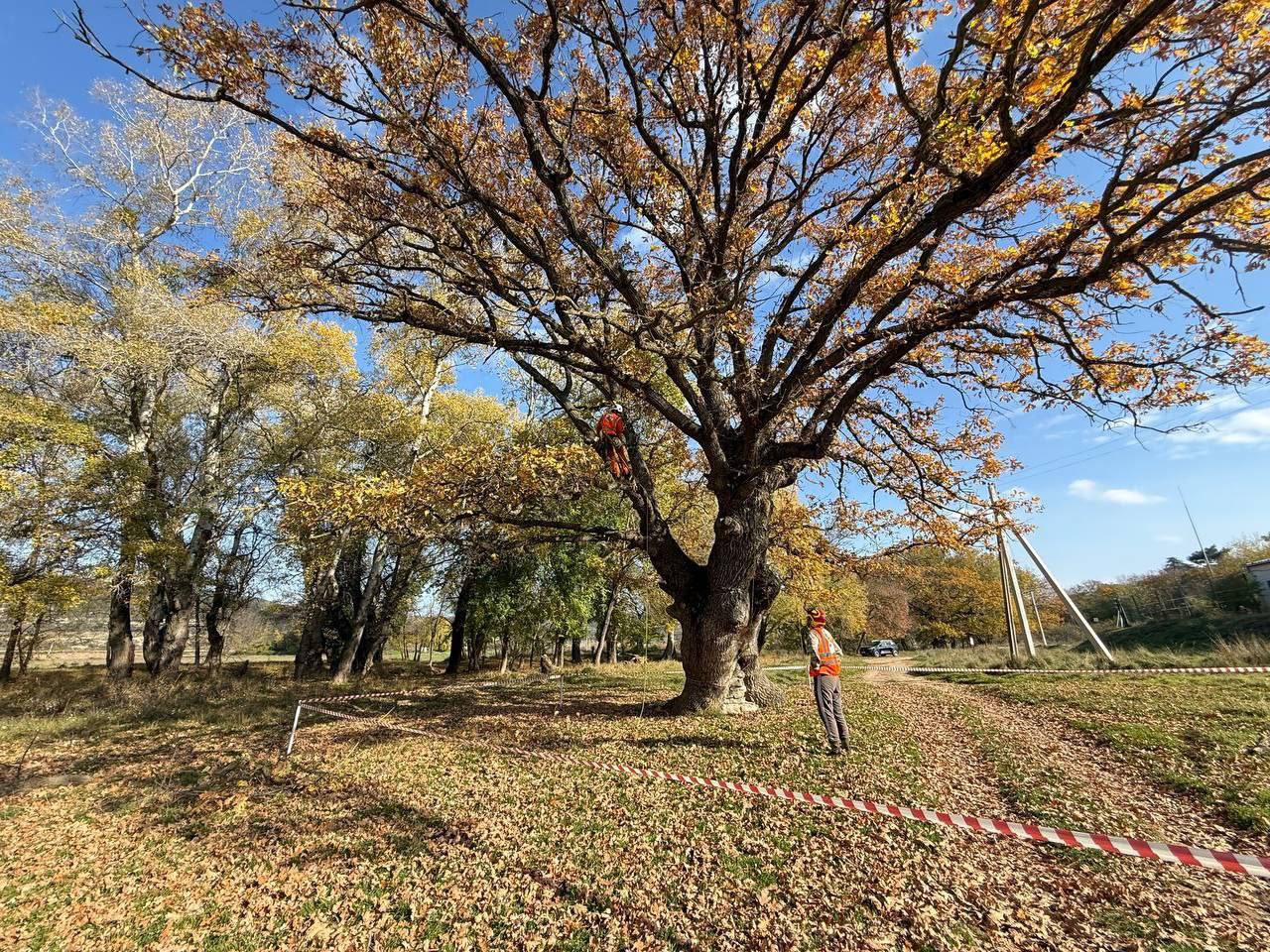 Михаил Развожаев: Сегодня специалисты приступили к оздоровлению памятников природы — великовозрастных дубов Михаил Развожаев: Сегодня специалисты приступили к оздоровлению памятников природы — великовозрастных дубов