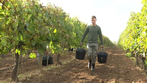 С какими показателями Крым завершает сезон сбора винограда в этом году?