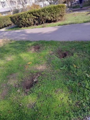 Вандалы выкопали молодые кустарники в Евпатории