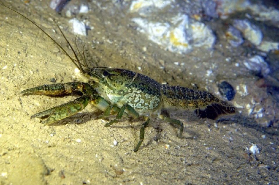 Атака клонов. Россию захватывают мраморные раки