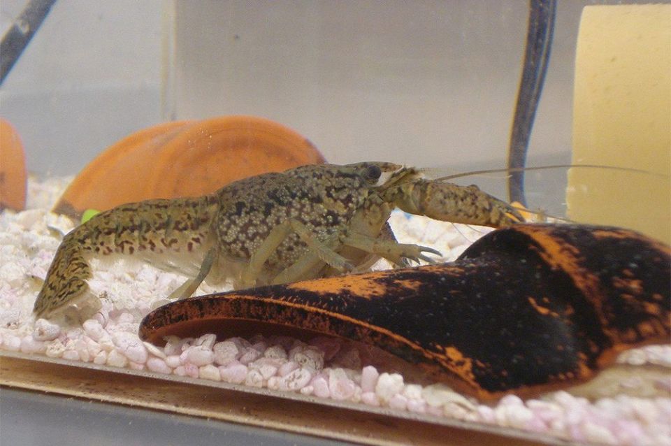 Атака клонов. Россию захватывают мраморные раки Атака клонов. Россию захватывают мраморные раки