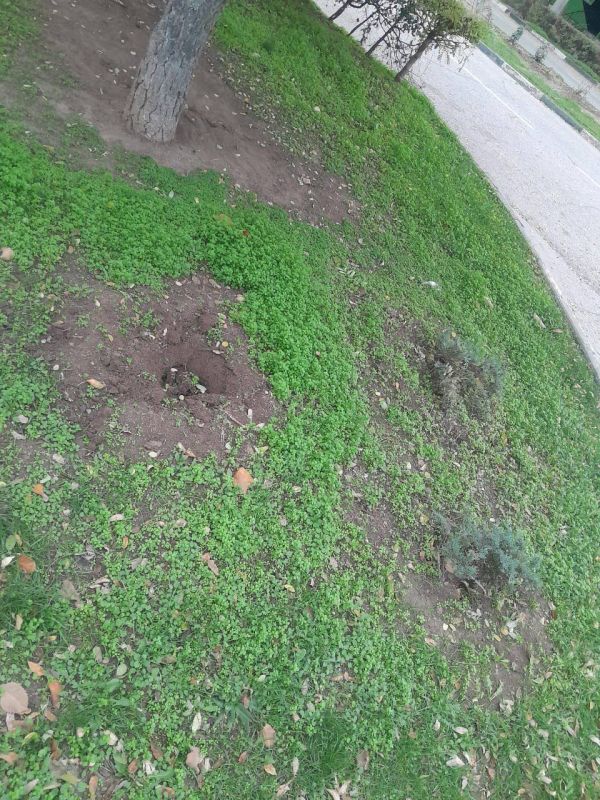 Вандалы выкопали молодые кустарники в Евпатории Вандалы выкопали молодые кустарники в Евпатории