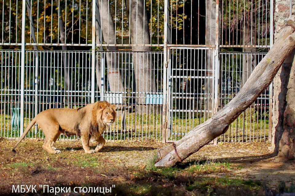 Ставропольский лев Ромео поселился в Симферопольском зооуголке Ставропольский лев Ромео поселился в Симферопольском зооуголке