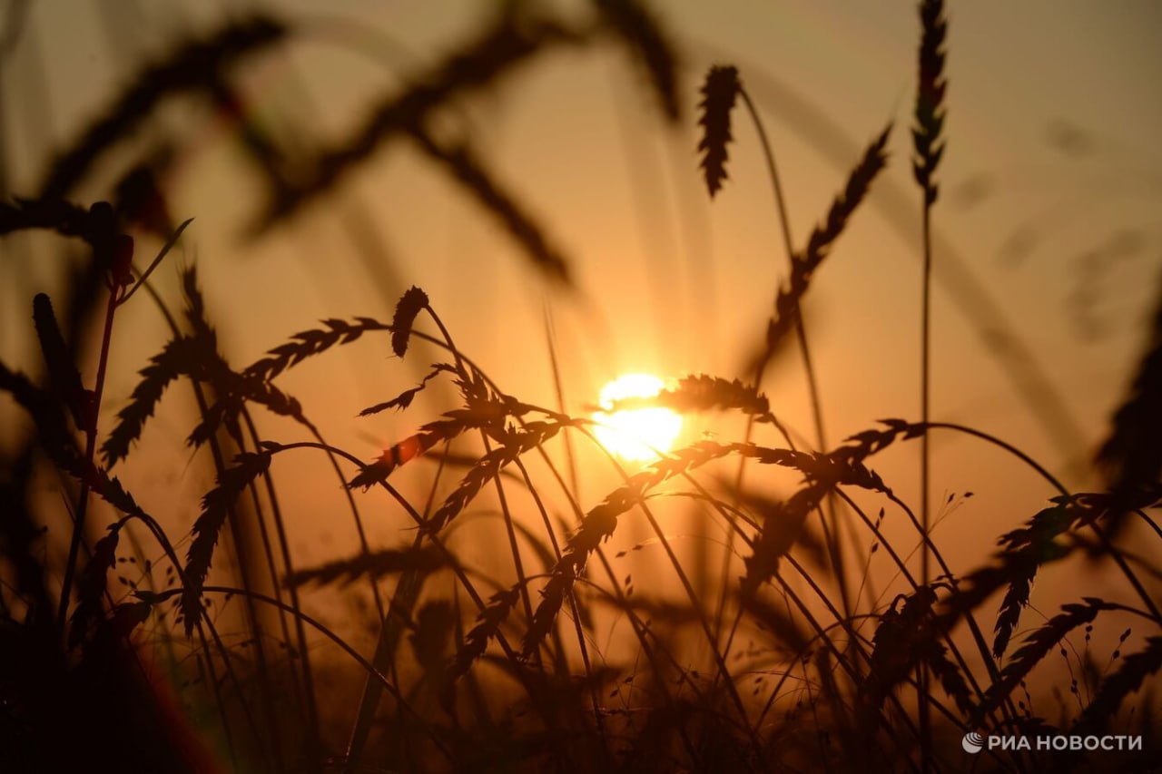 Из-за засухи в Крыму снизился урожай зерновых и масличных культур