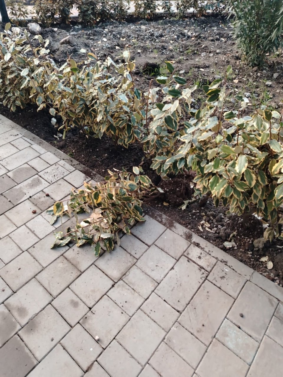 Вандалы портят свежепосаженные кустарники в Алуште Вандалы портят свежепосаженные кустарники в Алуште