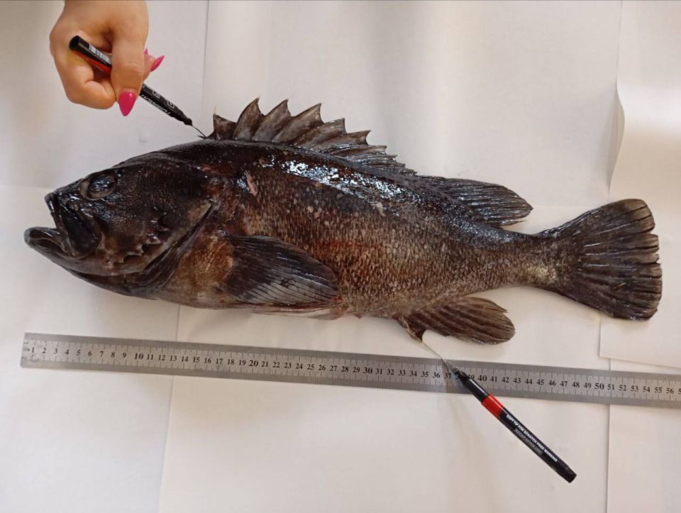 ��������� �����, ������������ � ������ ����, �������� ����������