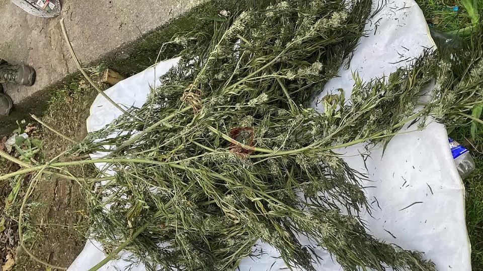 В Севастополе сотрудники полиции задержали подозреваемого в незаконном хранении наркосодержащих растений в крупном размере