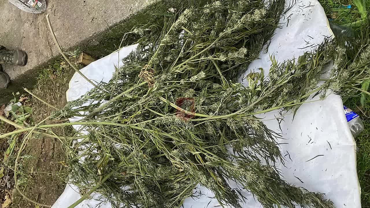 Севастополец хранил на чердаке больше 1,5 килограммов конопли