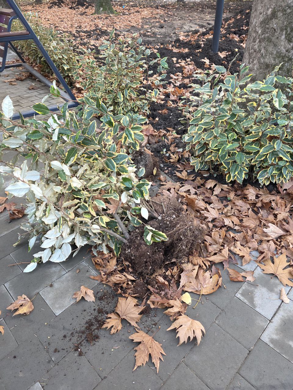 Вандалы портят свежепосаженные кустарники в Алуште