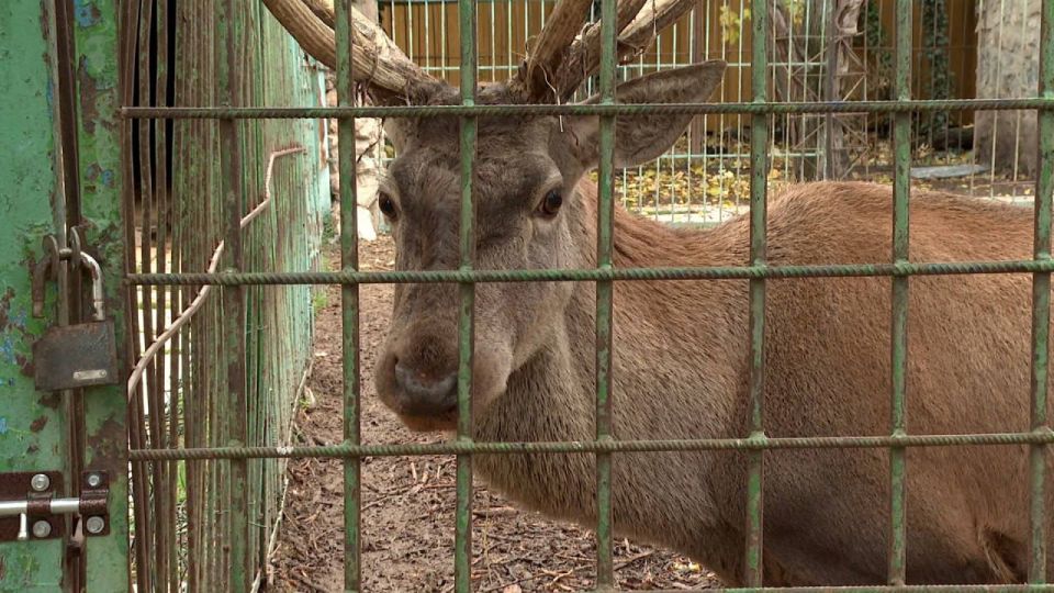 В симферопольском зооуголке новый обитатель - лев Ромео В симферопольском зооуголке новый обитатель - лев Ромео