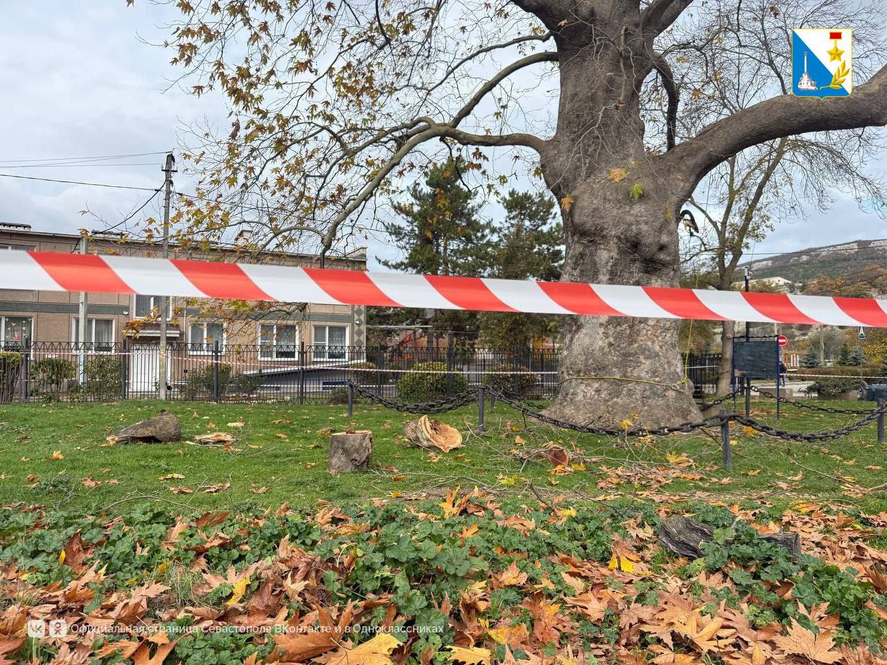 Оздоравливаем «Платан Палласа» в Терновке Оздоравливаем «Платан Палласа» в Терновке