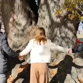 Вот так Суворовский дуб поздравляют с третьим местом в конкурсе "Российское дерево года"