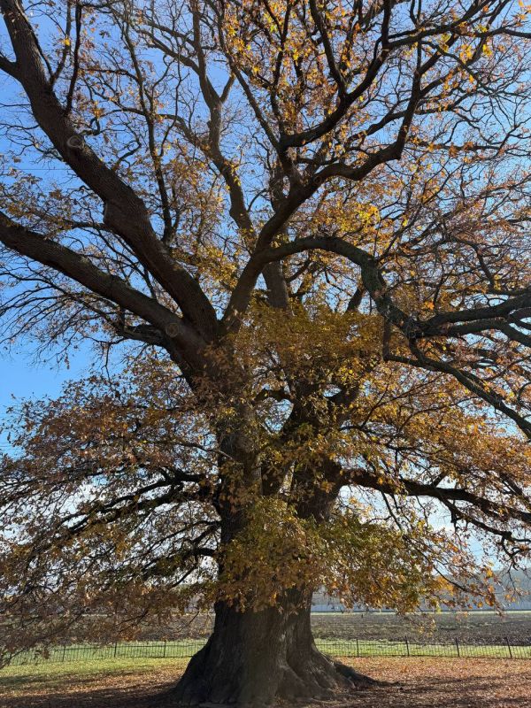 ����������� �������� ��� �������� ������ �� ������������� �������� ����������� ������ ���� � 2025�