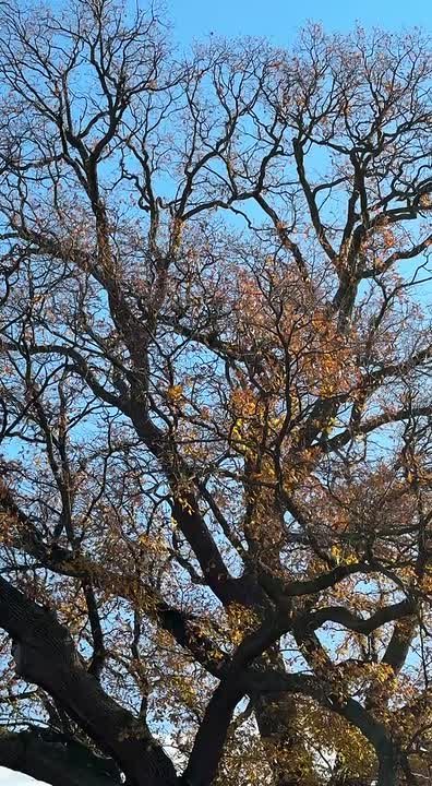 Ольга Шевцова: Наш прекрасный Суворовский дуб - бронзовый призер Всероссийского конкурса «Российское дерево года – 2025»