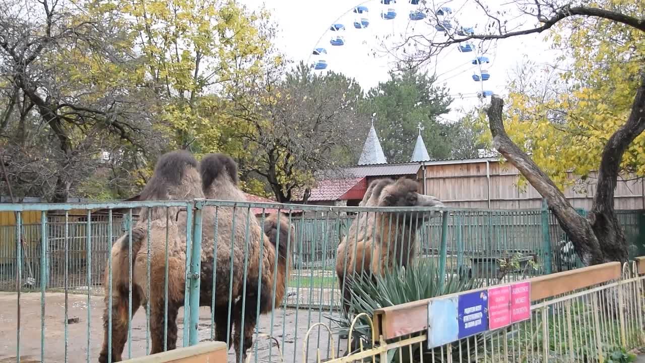 Теплолюбивые питомцы симферопольского зооуголка не замерзнут во время зимовки