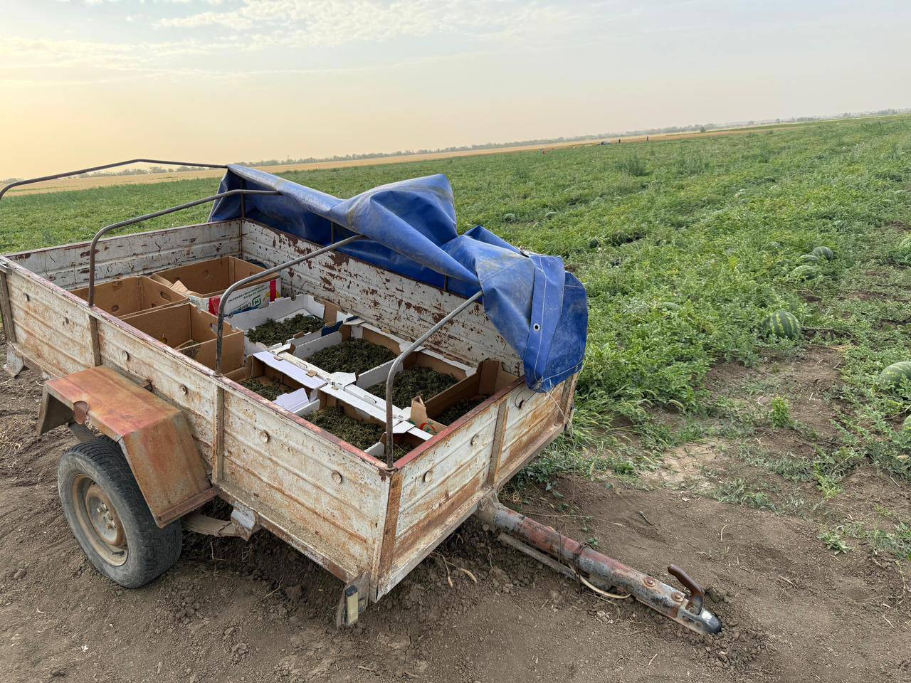 В Кировском районе за культивирование конопли и хранение наркотиков местный житель отправится в колонию В Кировском районе за культивирование конопли и хранение наркотиков местный житель отправится в колонию