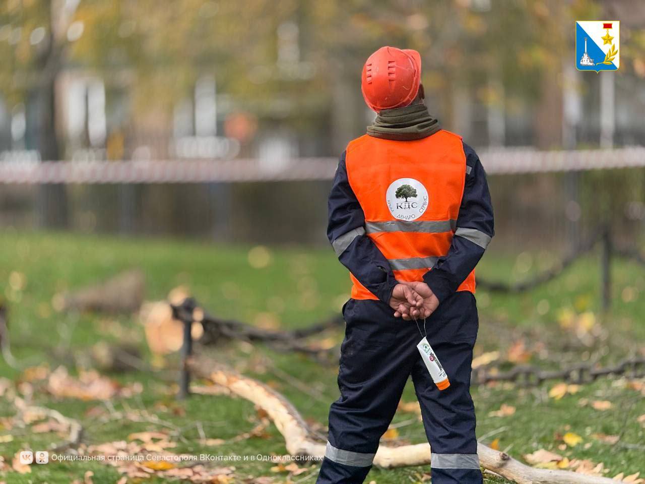 Оздоравливаем «Платан Палласа» в Терновке Оздоравливаем «Платан Палласа» в Терновке