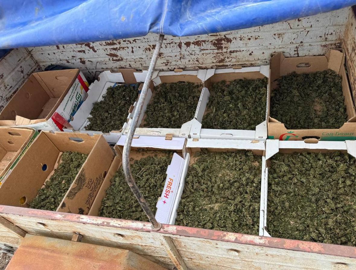 В Кировском районе за культивирование конопли и хранение наркотиков местный житель отправится в колонию В Кировском районе за культивирование конопли и хранение наркотиков местный житель отправится в колонию