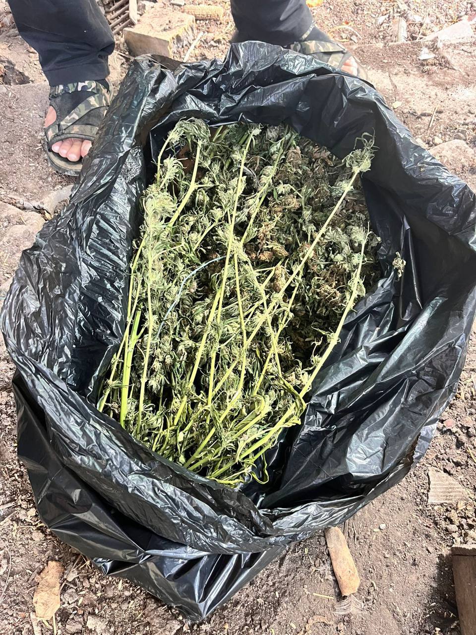 Крымчанин пойдет под суд за хранение каннабиса