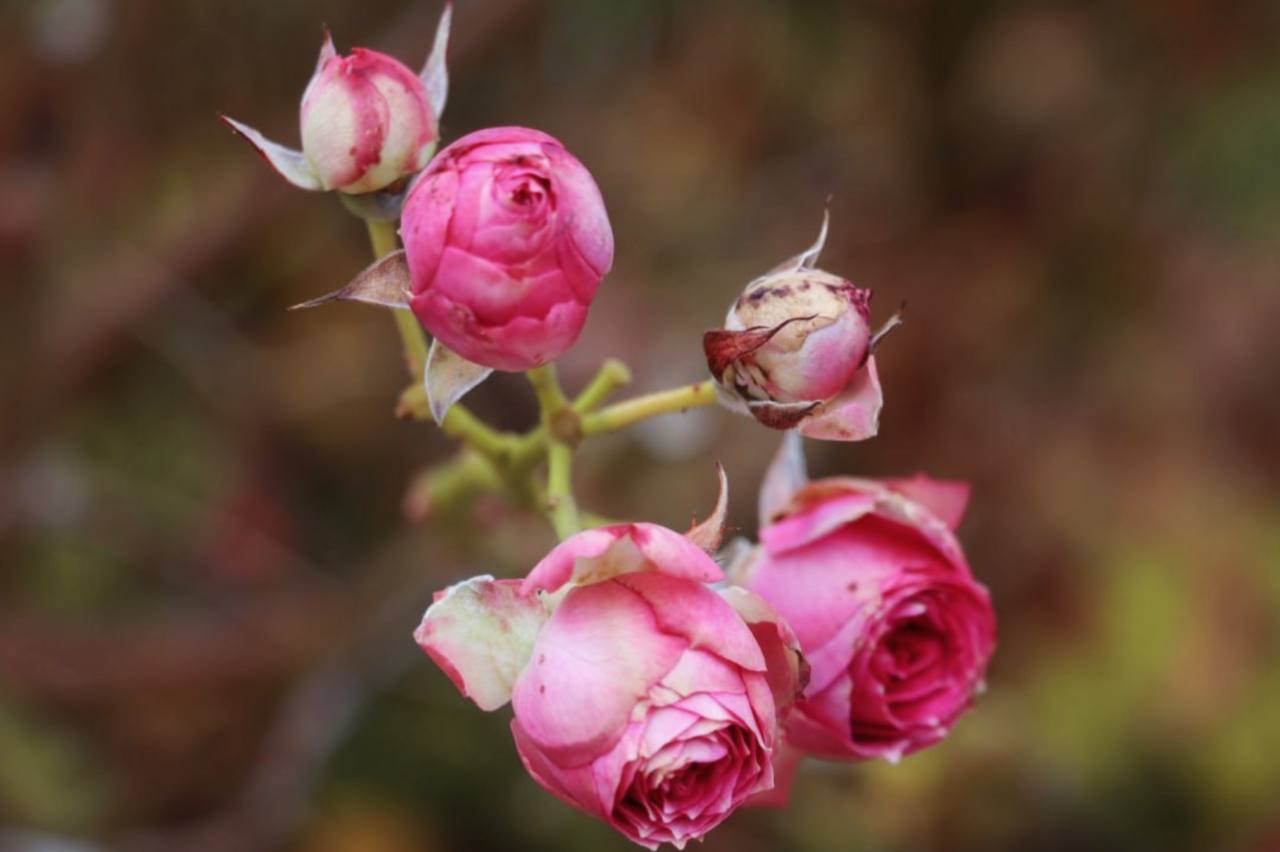 В Керчи продолжается плановый уход за зелеными насаждениями В Керчи продолжается плановый уход за зелеными насаждениями