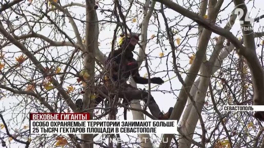 Спасая — не навредить: как заботятся о памятниках природы в Севастополе