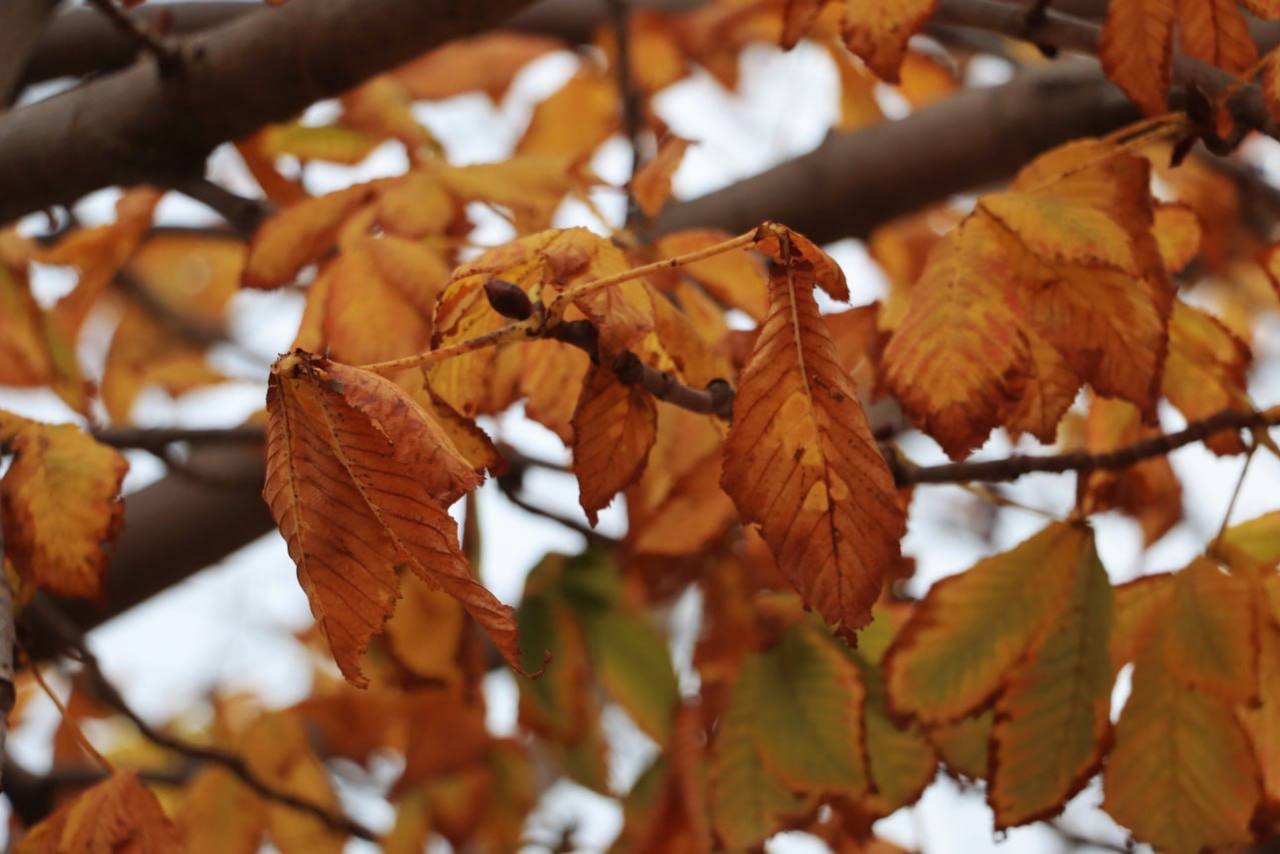 В Керчи продолжается плановый уход за зелеными насаждениями В Керчи продолжается плановый уход за зелеными насаждениями