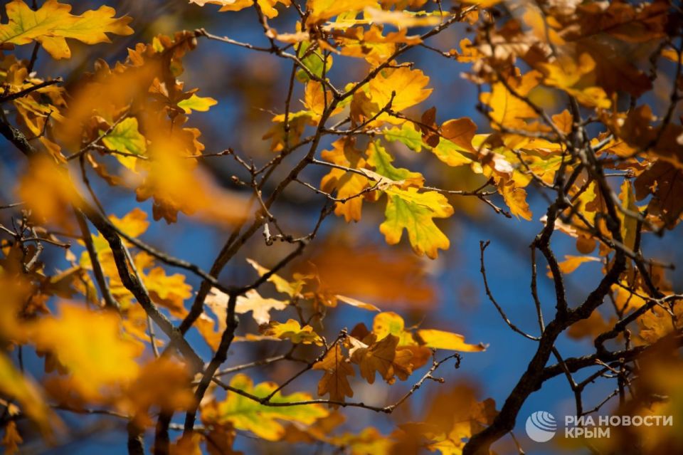 ����������� ����� ������ ��-���������� ���������