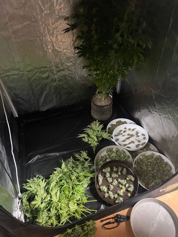 В Кировском районе мужчина отправится в колонию за хранение почти полкилограмма марихуаны