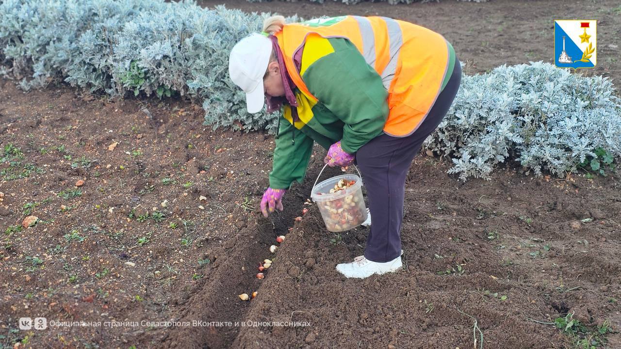 В клумбы города высадили более 70 тысяч луковиц весенних цветов В клумбы города высадили более 70 тысяч луковиц весенних цветов
