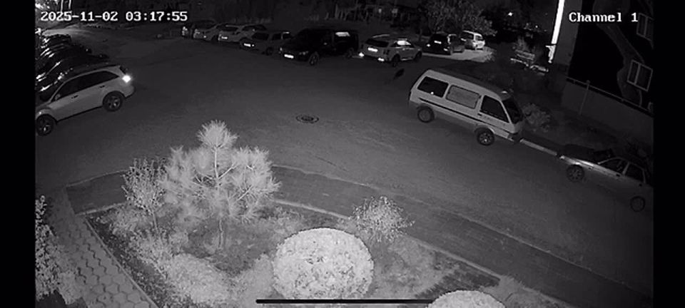 В Судаке неизвестные отстреливают бездомных собак